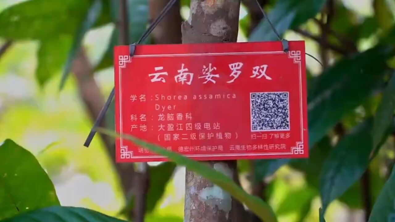 云南省德宏州瑞丽市勐秀山珍稀植物园焕生机 一千多种高等珍稀植物安家落户装点绿美之城