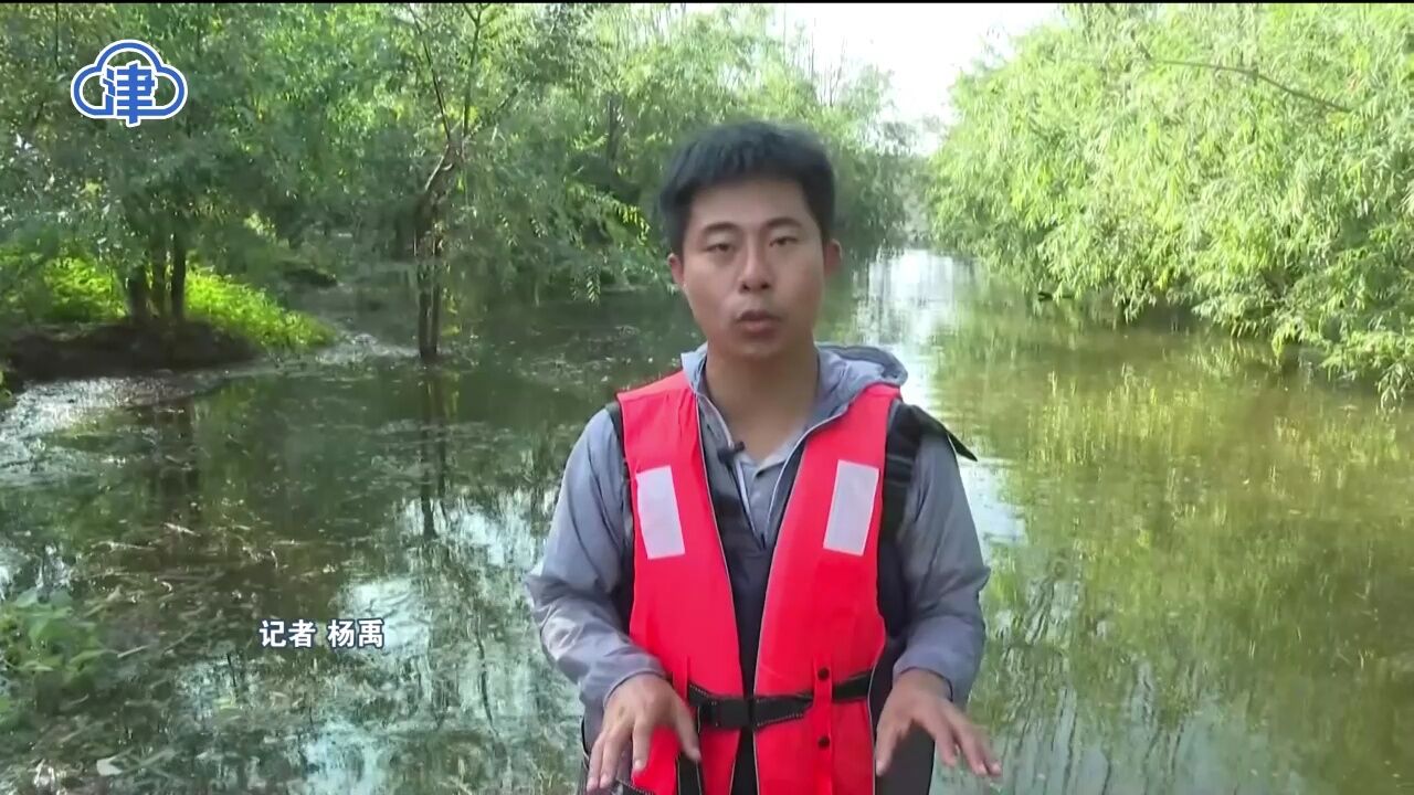 记者涉水探访 北茁头村农田被淹