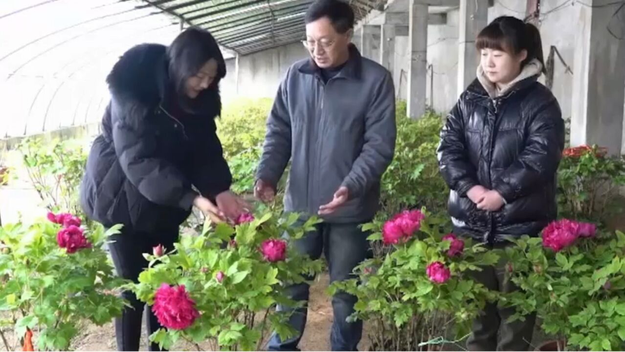 使用花期调控技术,竟能培育出反季节牡丹,成功带动农户增收致富