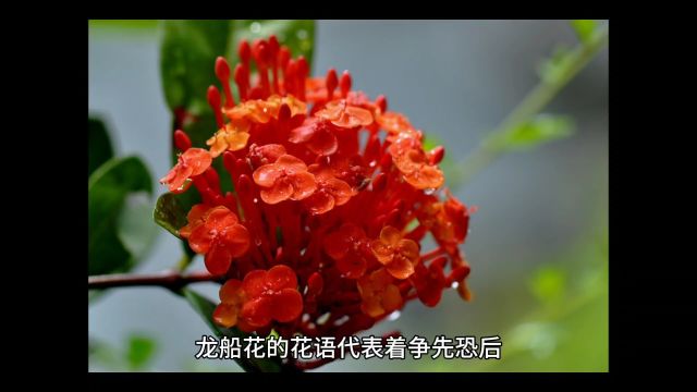 龙船花花语