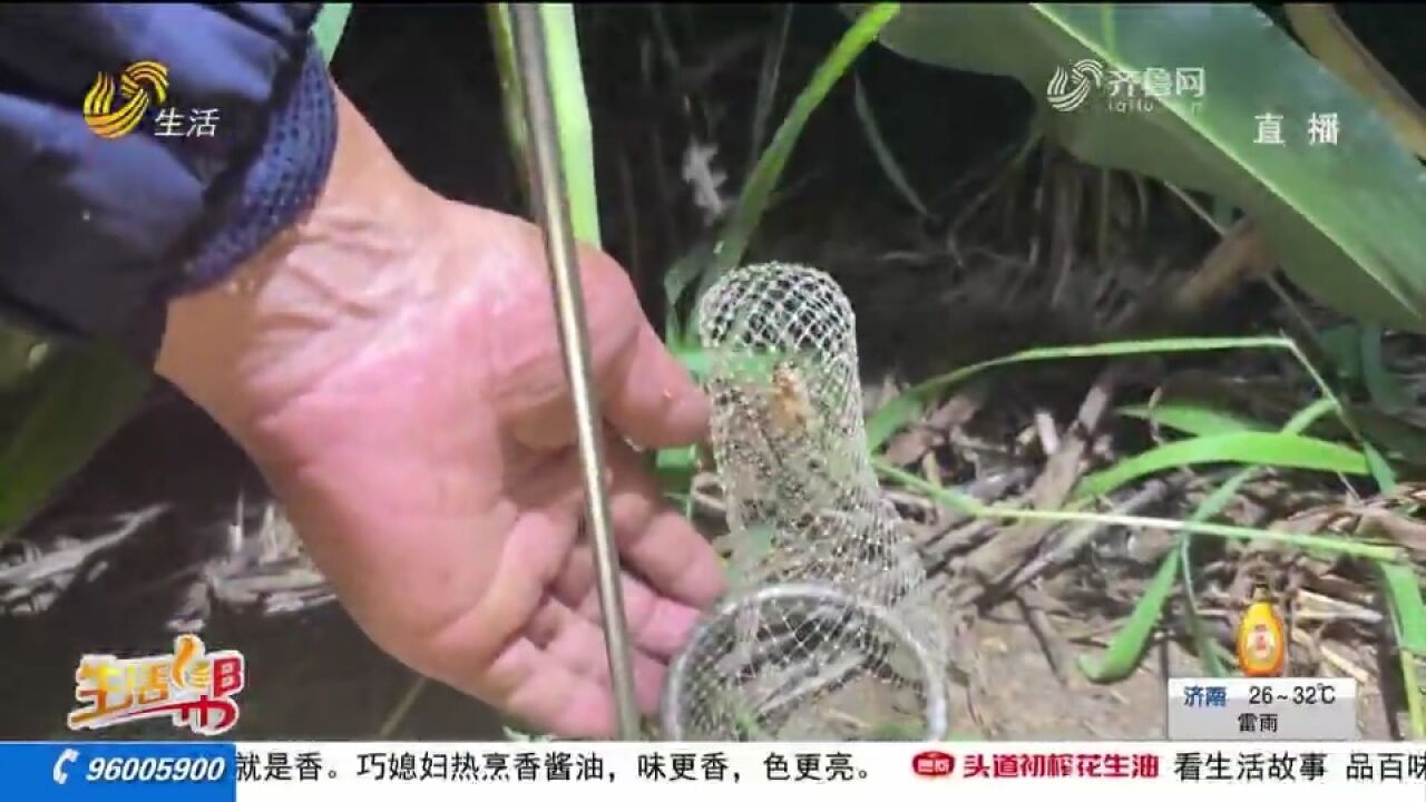 年交易额约3亿!昼伏夜出,宁津捉蟋蟀大军出动,开辟致富增收路