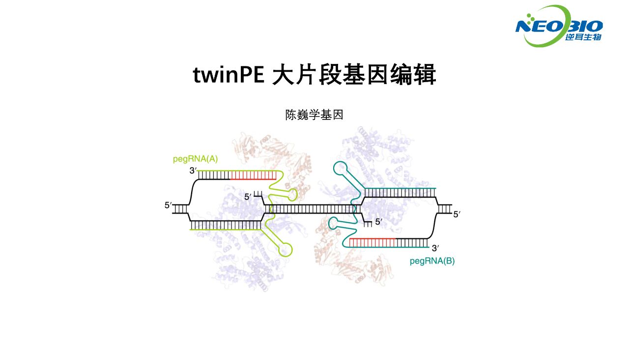 【陈巍学基因】twinPE 大片段基因编辑