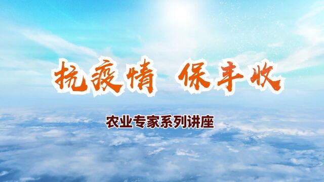 河南省小麦玉米免耕播种模式与农业机械装备技术(王万章)