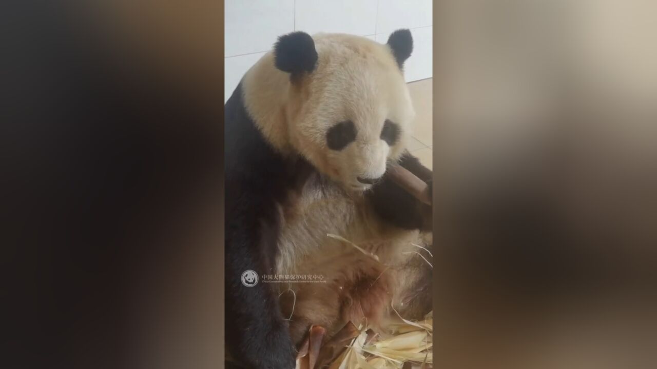 大熊猫“草草”沉浸式吃笋 静静地看大熊猫吃东西真的很治愈