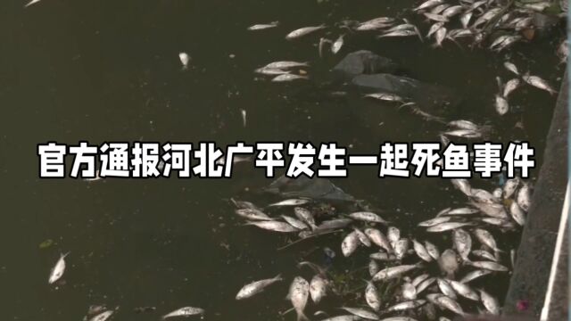 官方通报河北现大量死鱼事件