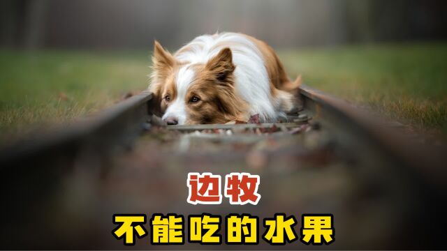 边牧不能吃这6种水果,你知道吗?