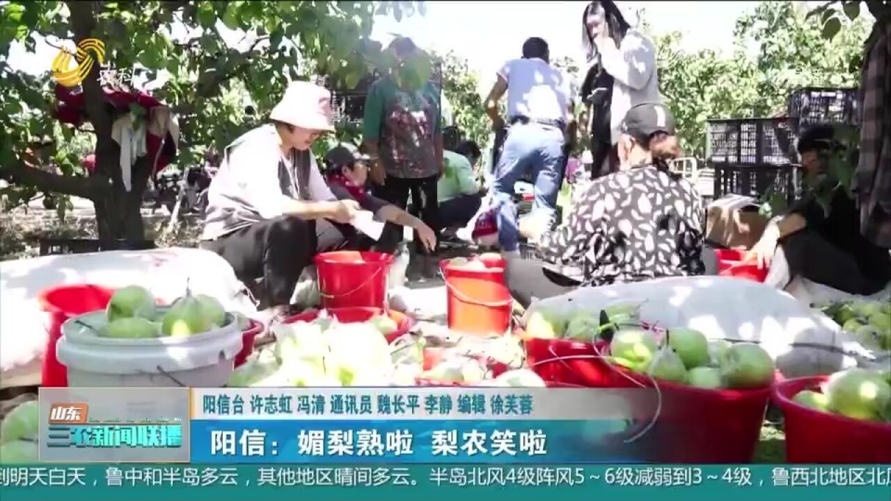 滨州阳信:十万亩媚梨进入采摘期,果农忙采摘分拣,梨农乐开了花