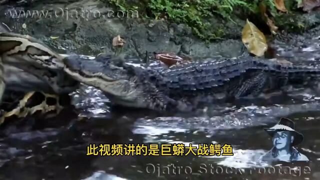 巨蟒大战鳄鱼