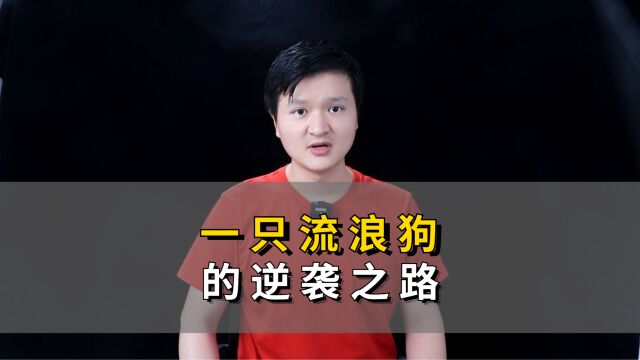 一只流浪狗的逆袭之路