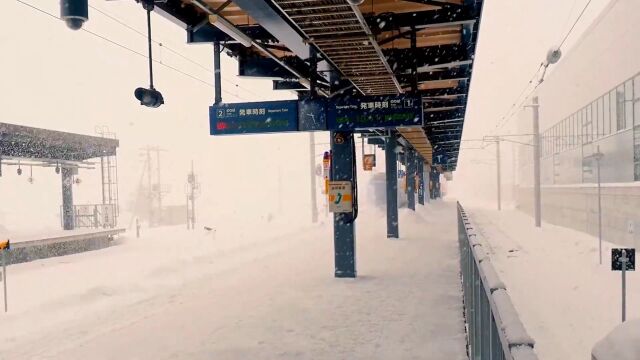 有一种浪漫 叫作北海道的鹅毛大雪 谨以初雪共白头