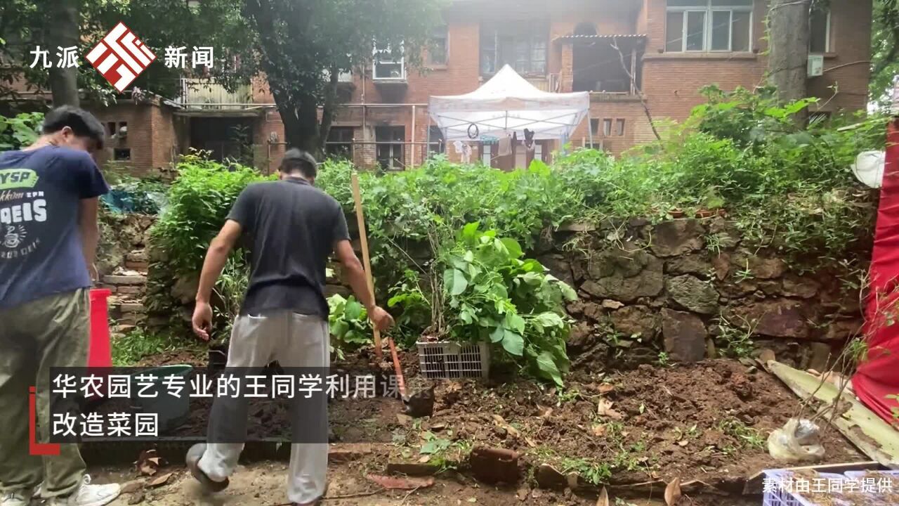 华农研究生将菜园改造成梦中情园:根据时间规划菜园种植区域,尽量做到可以不同时间段都有菜吃