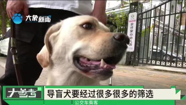 导盲犬进公共场所会受限吗?无障碍环境建设法正式施行,让城市更有爱!