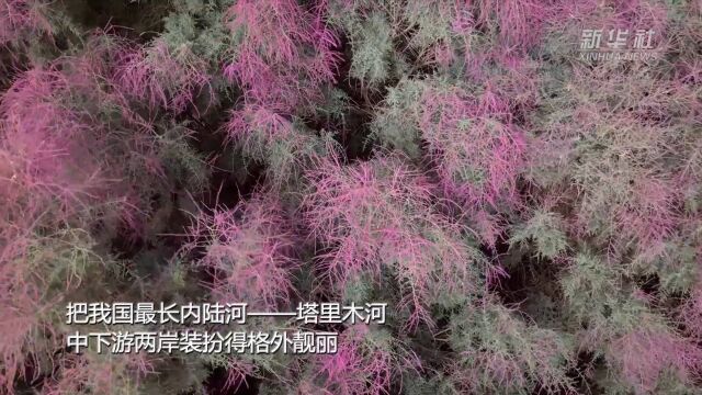 新疆尉犁县:700多万亩红柳花开