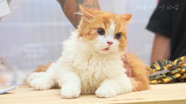 17秒带你欣赏33只赛级猫的盛世美颜#猫 #萌宠出道计划 #可爱到爆炸 解说版正片还在努力肝中......