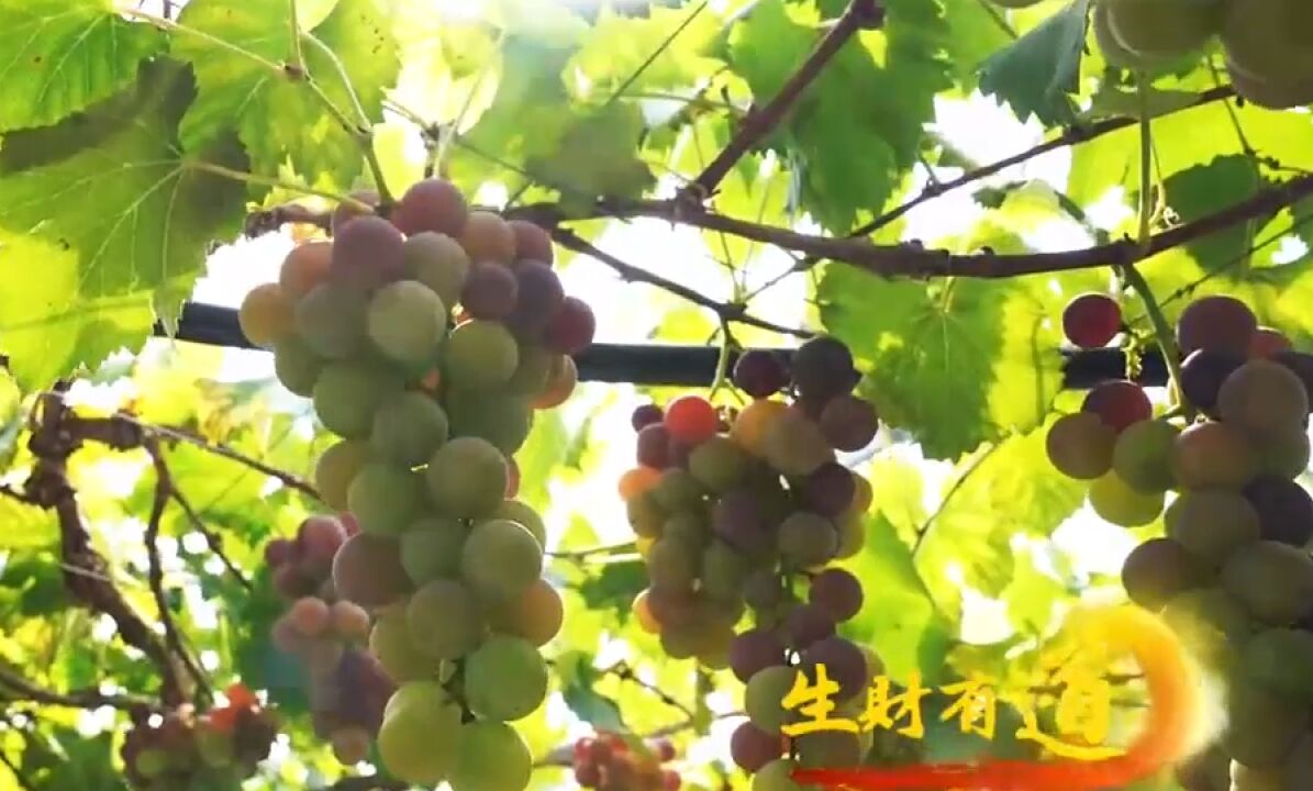 凭借品质高口碑好,巨峰葡萄远销海外,甚至还被G20峰会选中过