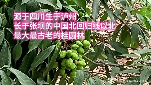 源于四川生于泸州长于张坝的中国北回归线以北最大最古老的桂圆林——张坝桂圆林