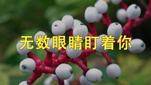 它就像,有无数双眼睛盯着你!