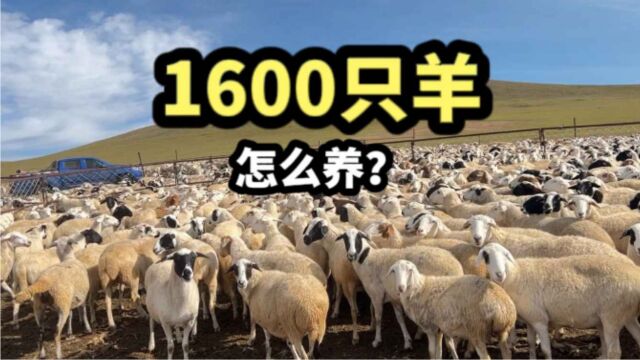 内蒙姑娘家拥有1600只羊,那这些羊过冬需要多少费用?