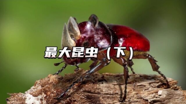 世界上最大的昆虫都有哪些?第一名竟然来自于中国