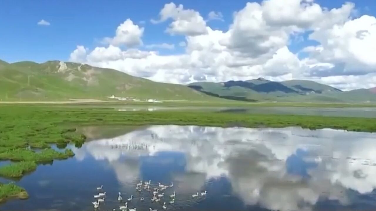 中国宣布正式牵头发起“昆明蒙特利尔全球生物多样性框架”实施倡议