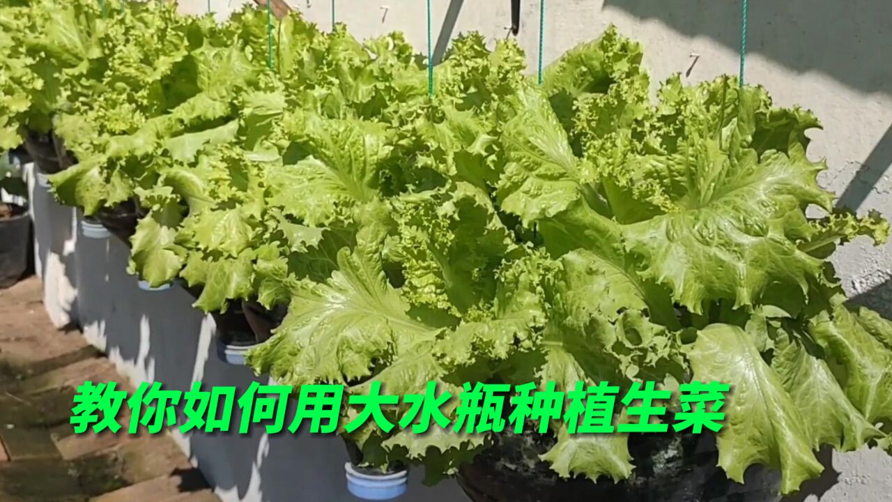 塑料瓶一个也别扔,这样在阳台上种生菜,不仅美观还特别实用