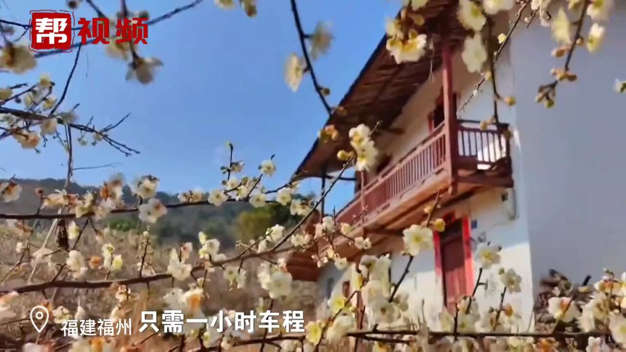 万亩梅花凌寒绽放美如画 游客感叹:好似神仙生活