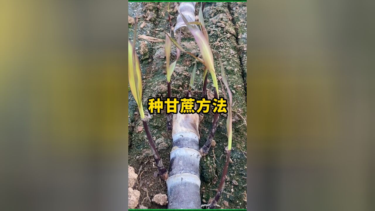 1分钟学会甘蔗亩产10吨的高产种植方法,看完你也能学会!