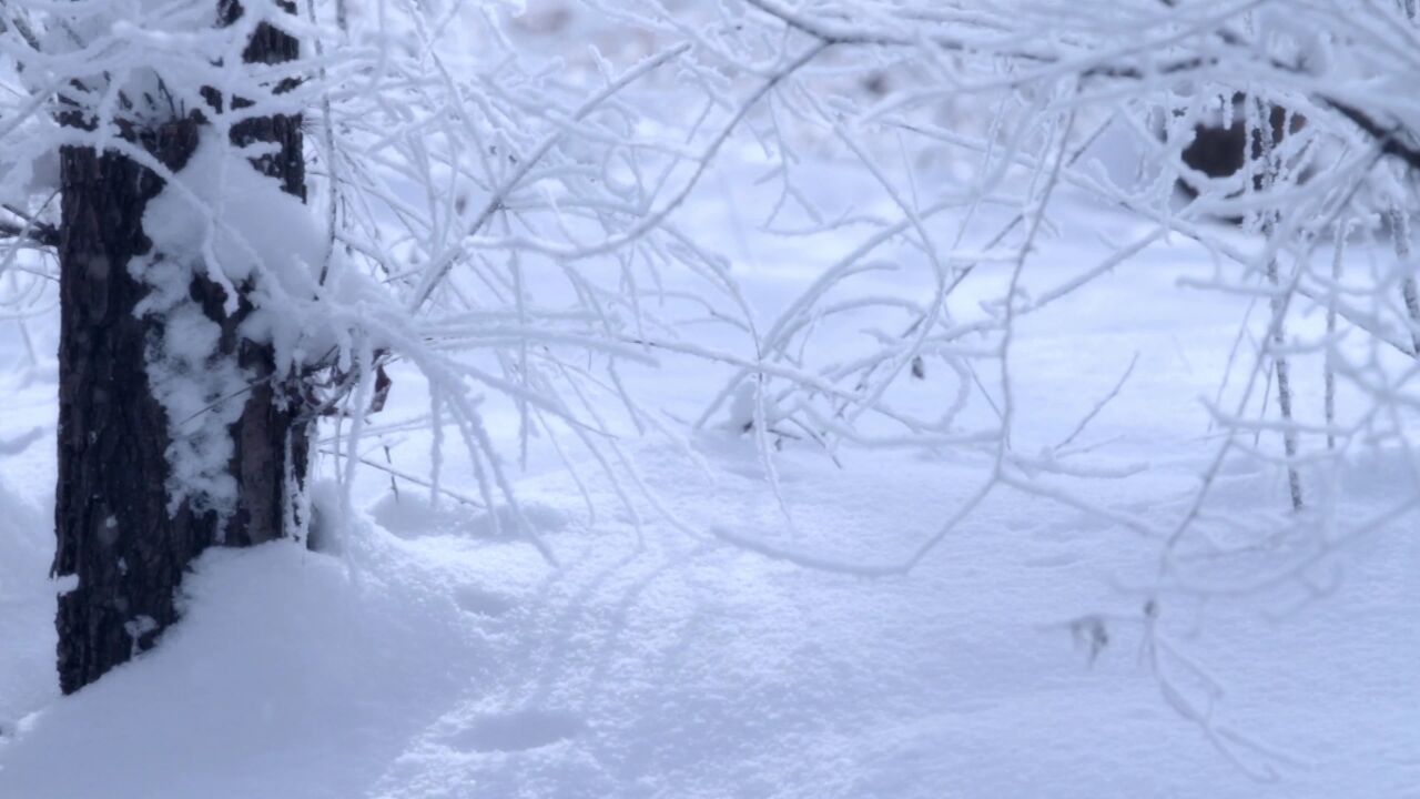 哈尔滨人不可或缺的冰雪记忆 敬一丹:冰雪里有诗,冰雪里也有画