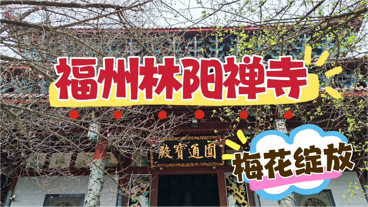 福州林阳禅寺,500株红梅次第绽放,引来无数俊男靓女顶礼膜拜