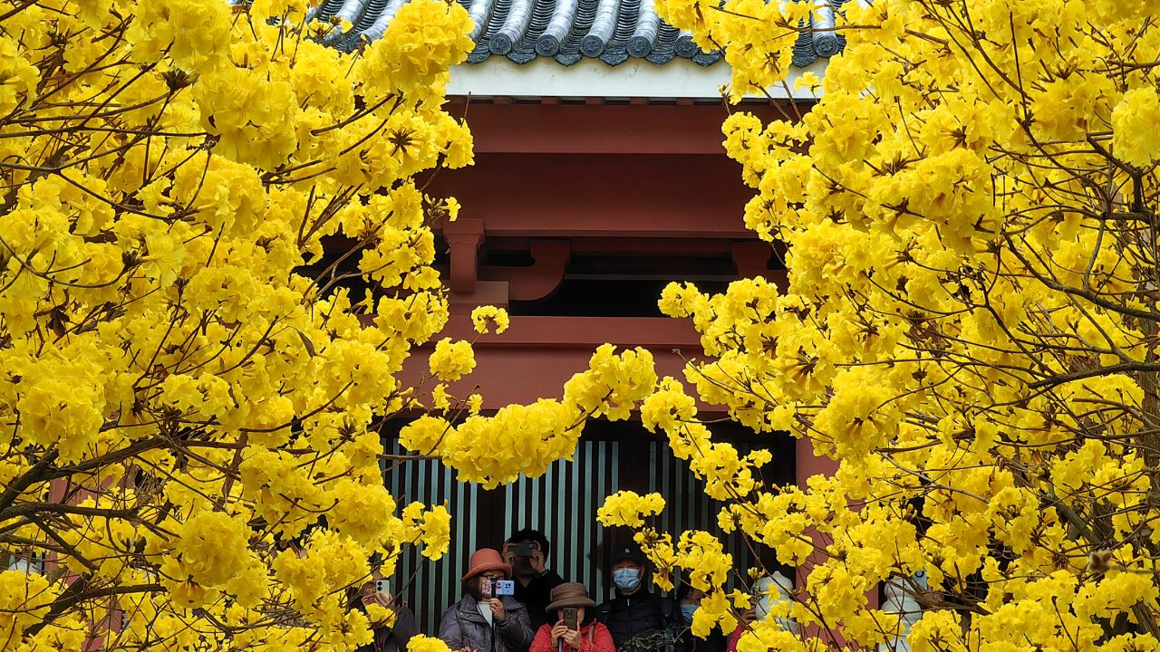 广州光孝寺火了,黄花风铃木已经竞相绽放,真的是太美了!