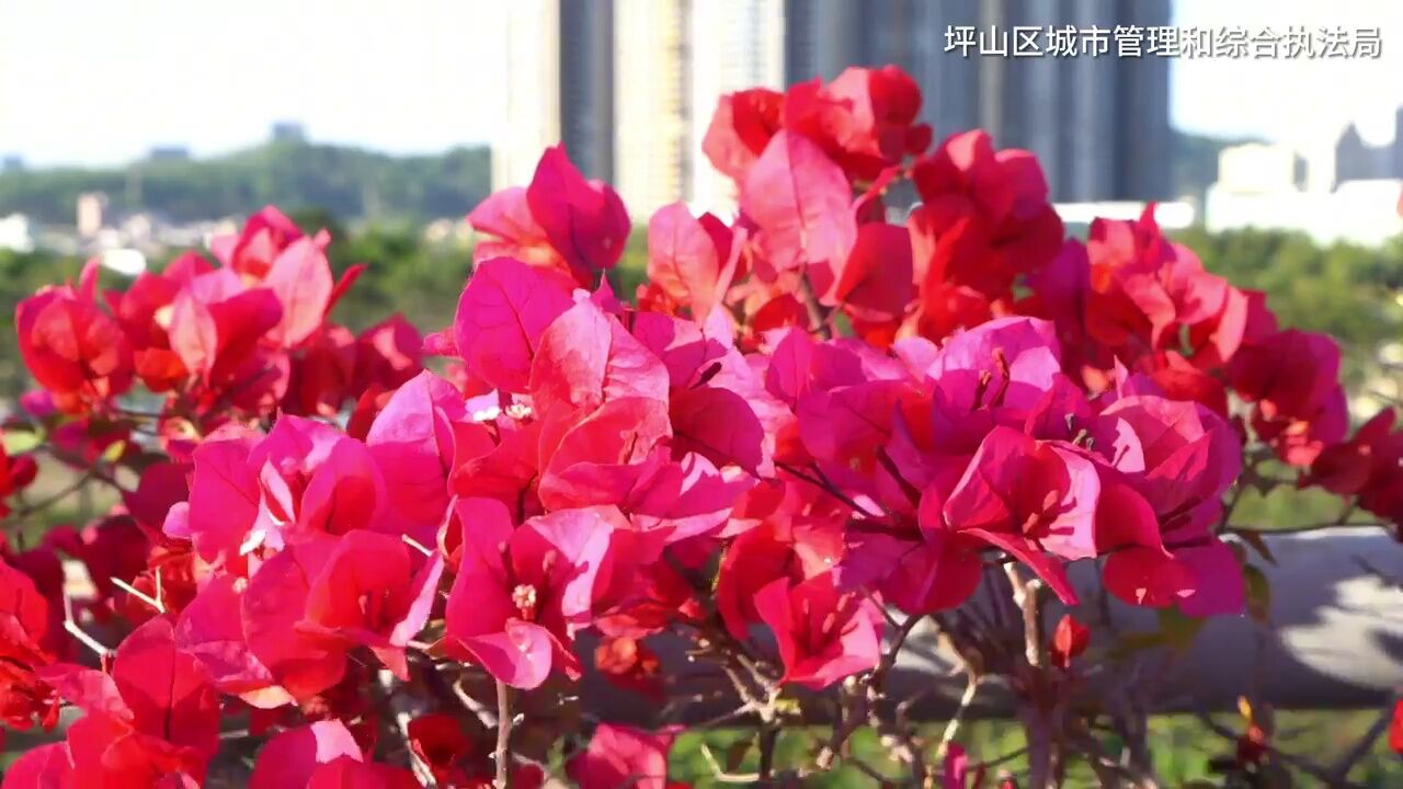 漫步“繁花”路② |锦绣春华,许你一路繁花