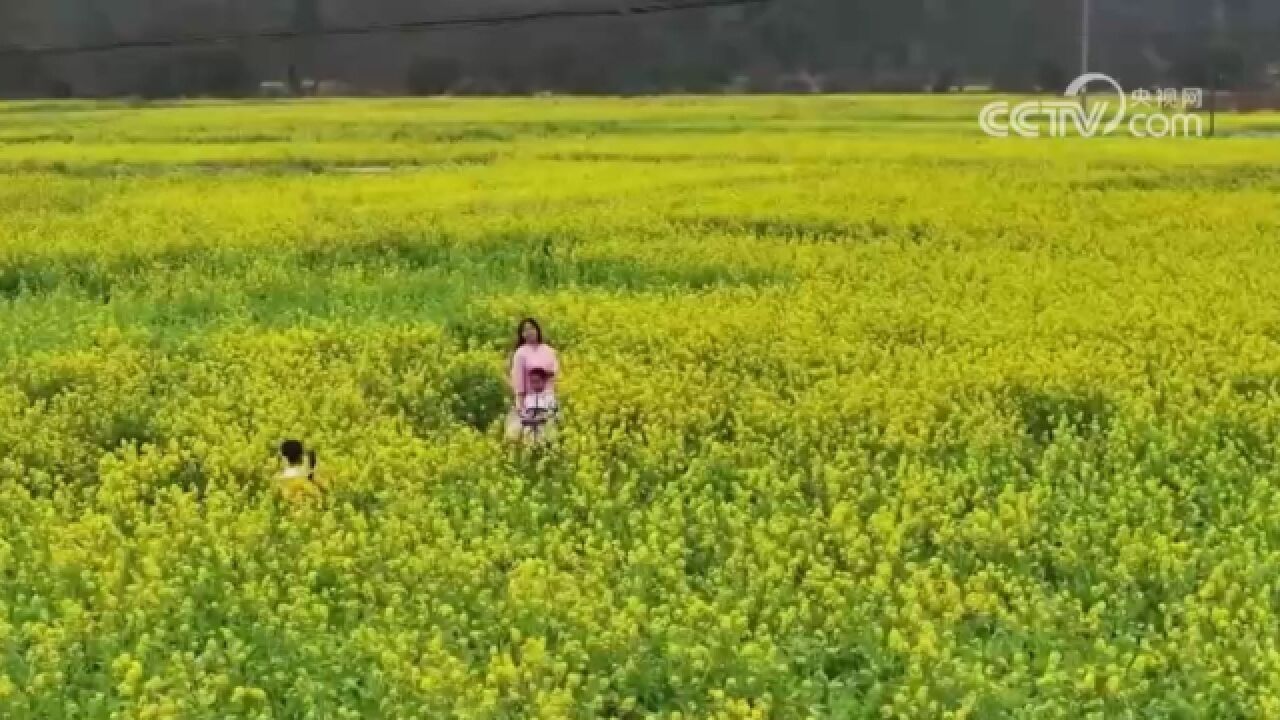 四川泸州:粉樱绽放,樱花谷迎来最佳观赏期