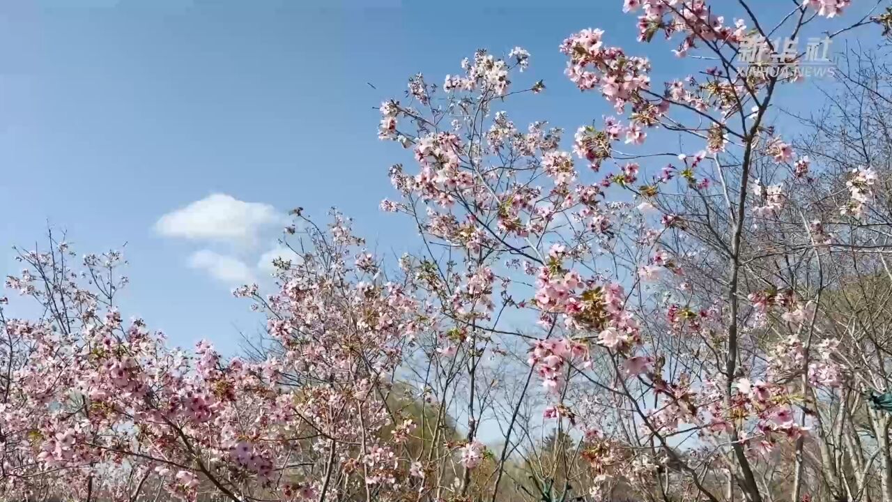 樱花绽放 请收下这份来自春天的问候