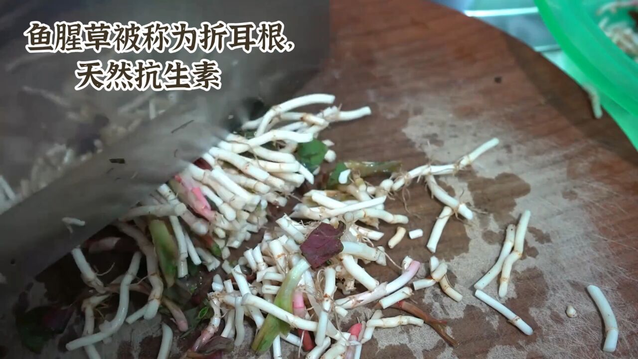 神奇折耳根,鱼腥草,天然抗生素