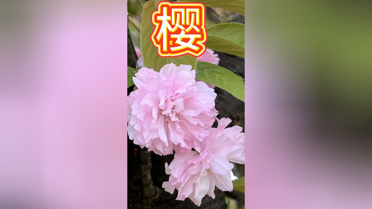 又到樱花季,美丽的樱花为什么不结美味的樱桃?