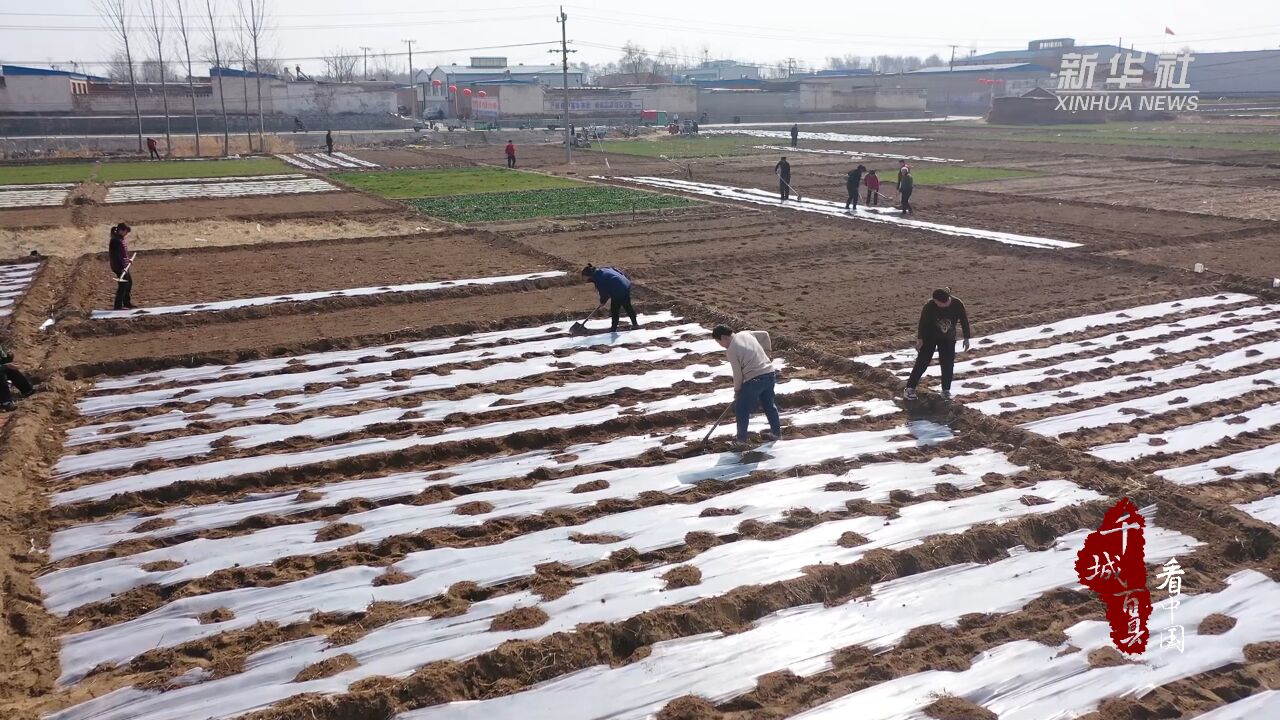 千城百县看中国丨河北新河:抢抓农时不负春