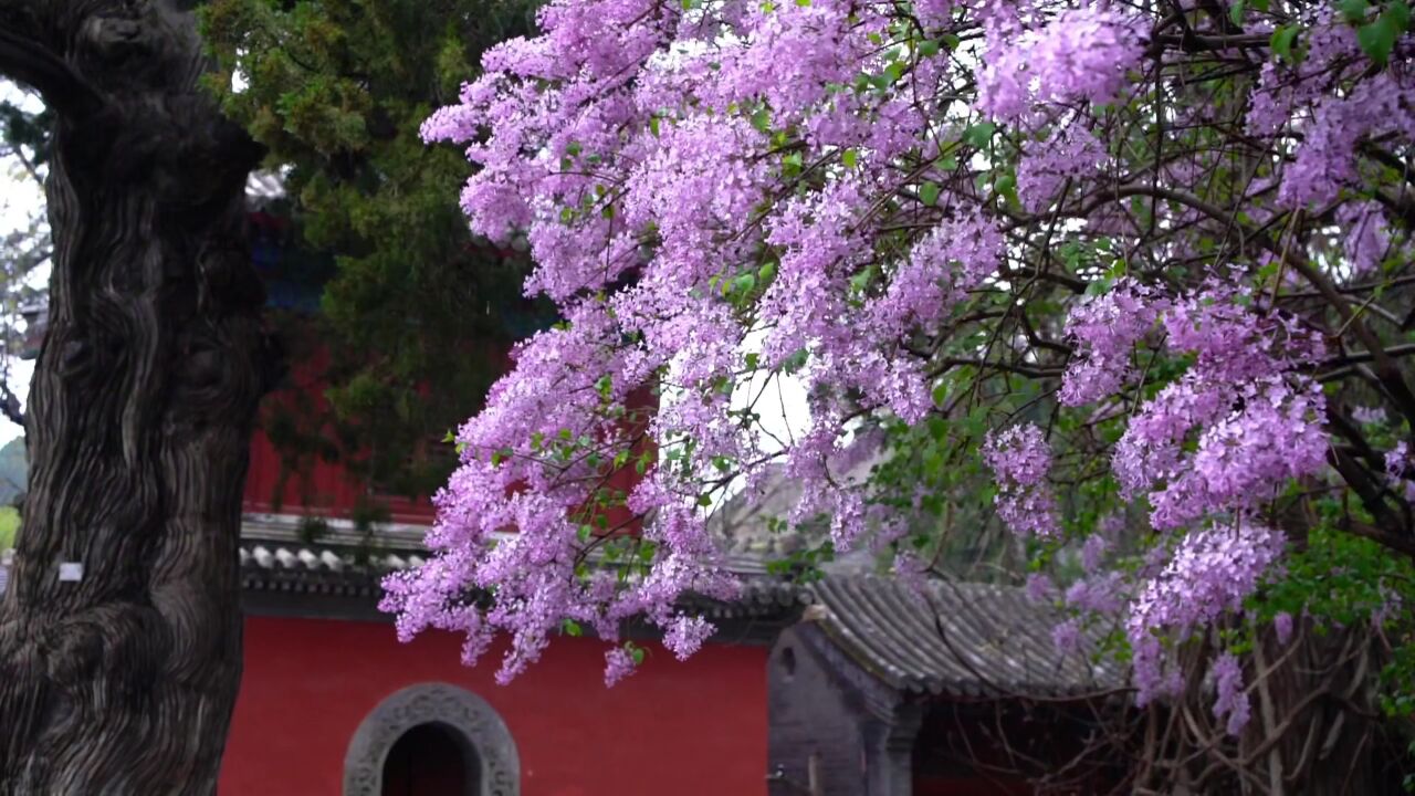 都说大觉寺的玉兰最出名,其实你忽略了它!