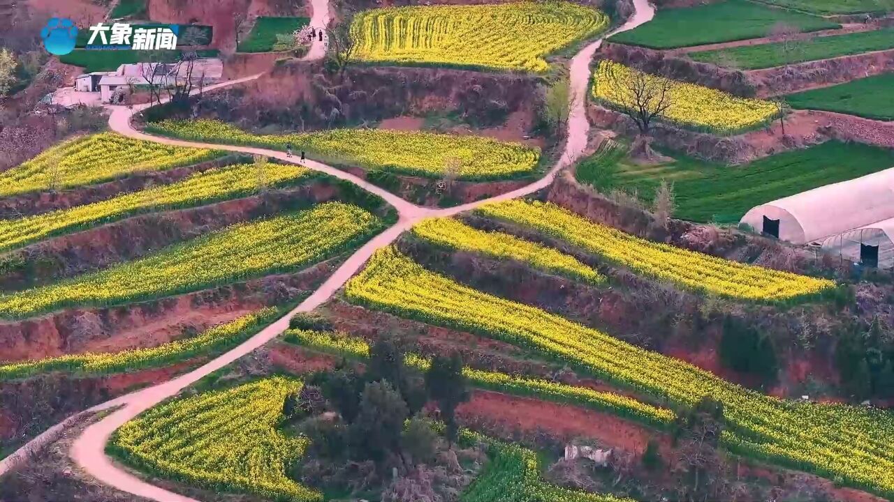 新密乱石坡村,油菜花盛开,郑州周边最像婺源的地方