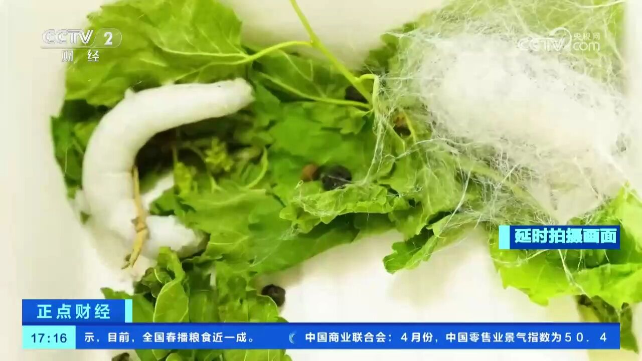 云南彝良:延时拍摄记录“蚕宝宝”结茧过程