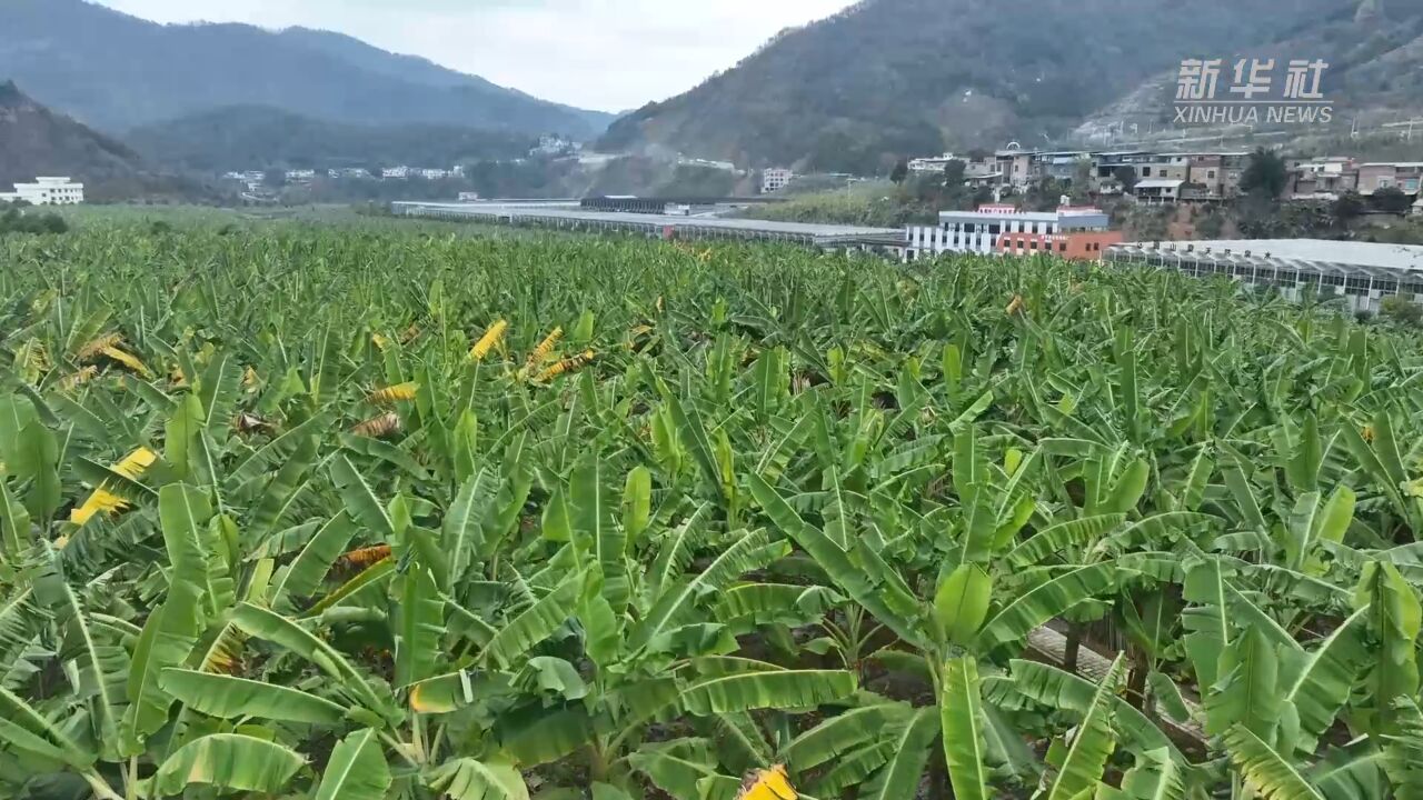 贵州册亨:科技赋能糯米蕉全产业链建设