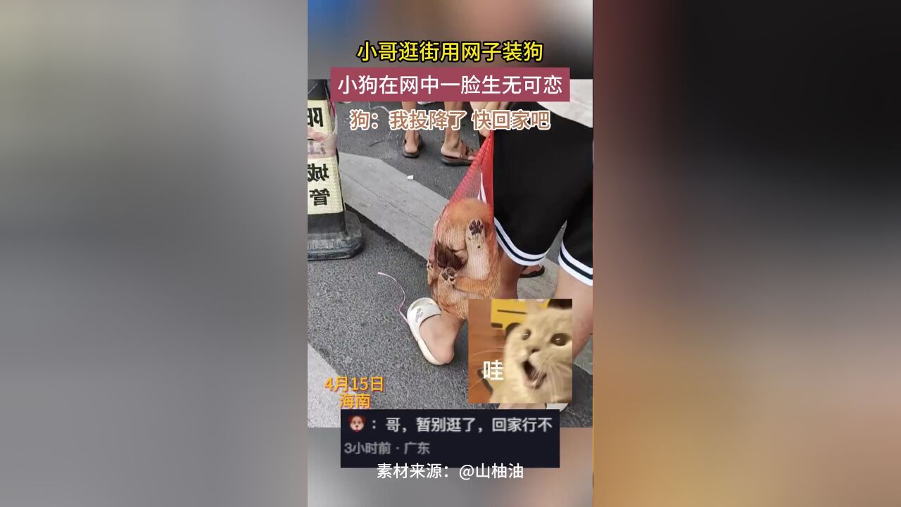 小哥逛街用网子装狗,小狗在网中一脸生无可恋