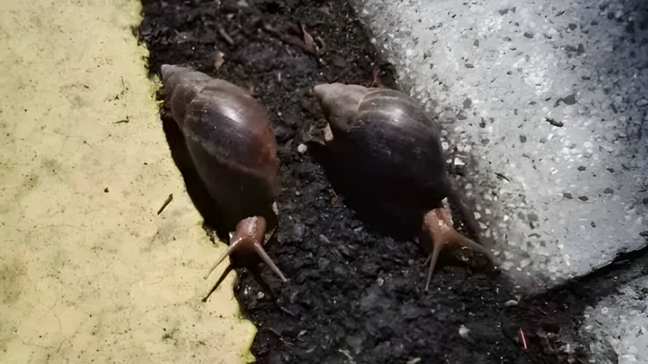 提醒!广东雨后现大蜗牛千万别碰别吃,也别刻意踩