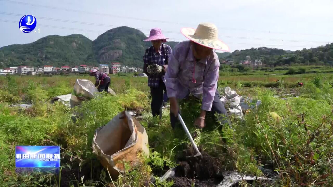 涵江新县:稻药轮作 川芎喜获丰收