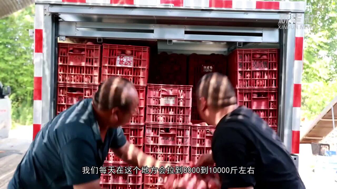 河南桐柏:6万亩朱砂红桃喜迎丰收