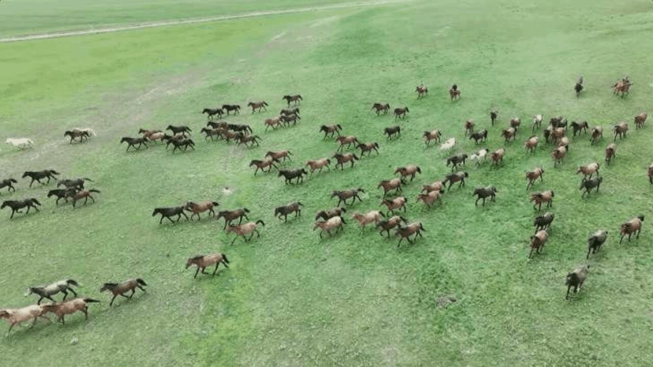 雨后草场风光如画 山丹马场发来消夏邀请函