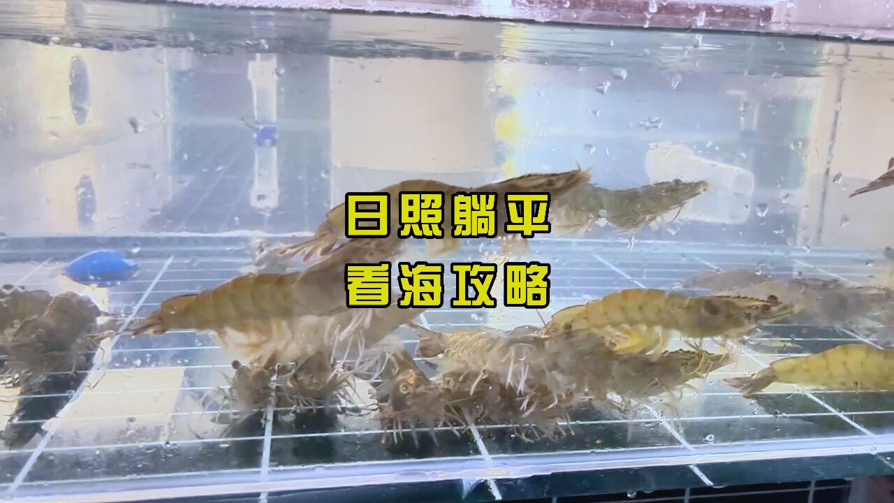 日照躺平看海攻略