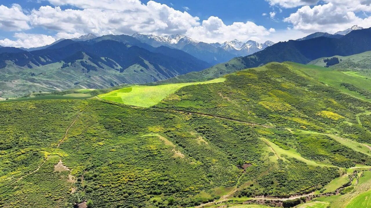 千城胜景|新疆吉木萨尔县:宽刺蔷薇花盛开 漫山遍野迷人眼