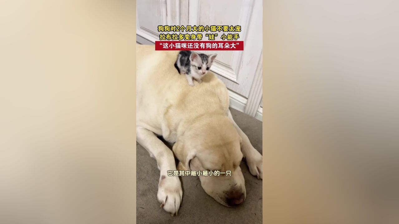 狗狗对2个月大的小猫不要太宠,拉布拉多变身带“娃”小能手“,这小猫咪还没有狗的耳朵大