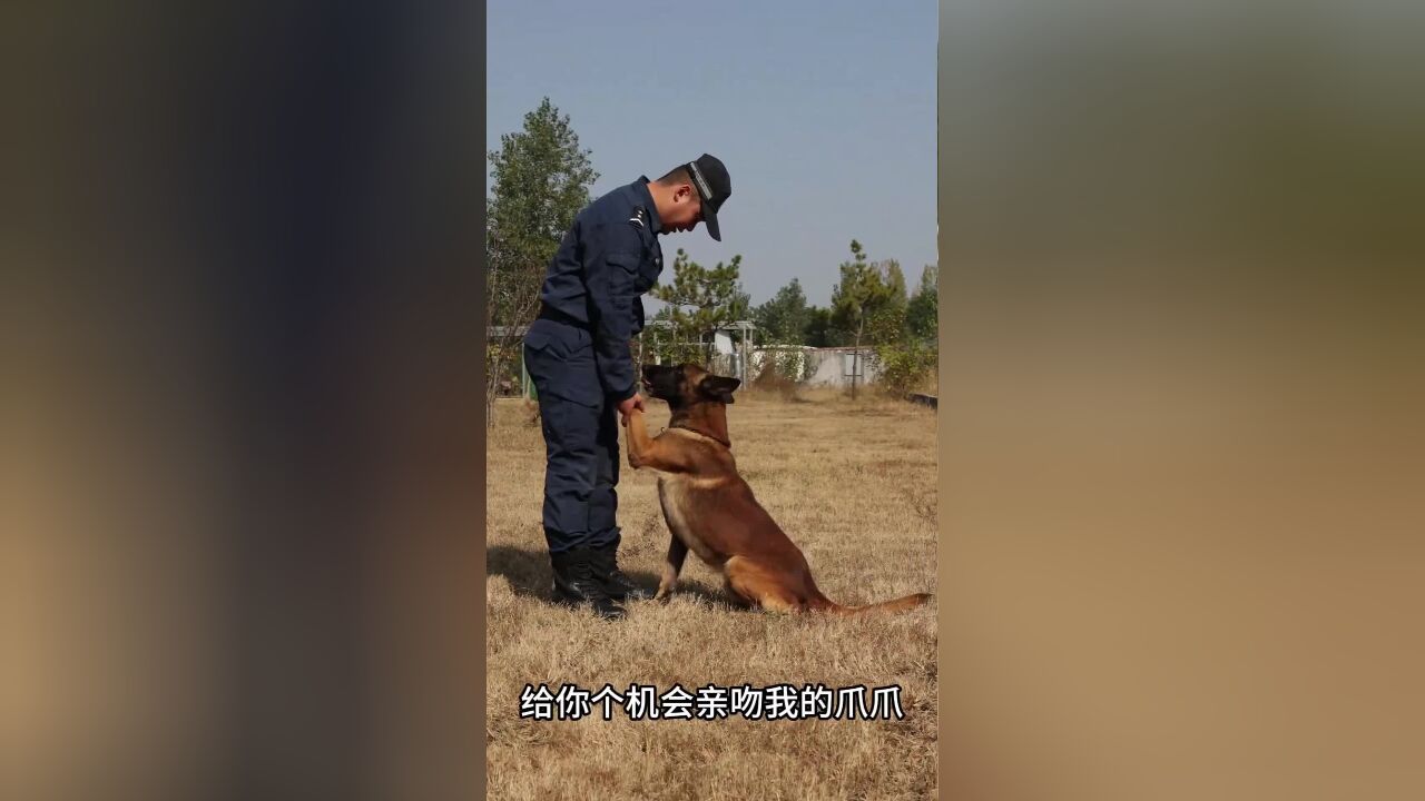 超欢乐!看泰安警犬“捷豹”如何“训练”训导员