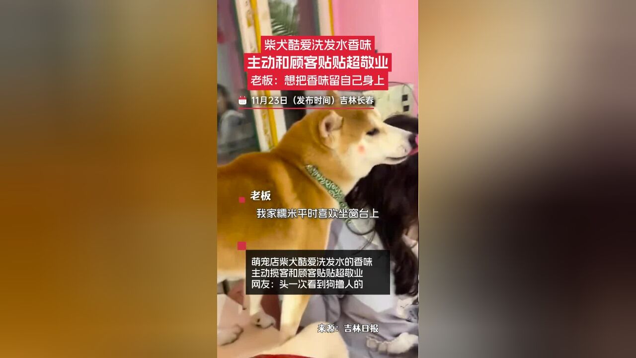 萌宠店柴犬酷爱洗发水的香味,主动揽客和顾客贴贴超敬业.老板表示,它想把香味留自己身上